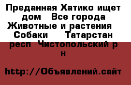 Преданная Хатико ищет дом - Все города Животные и растения » Собаки   . Татарстан респ.,Чистопольский р-н